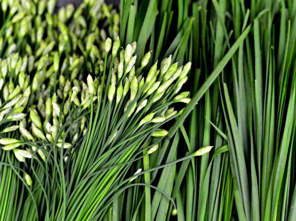 Garlic Chive - 12 Count