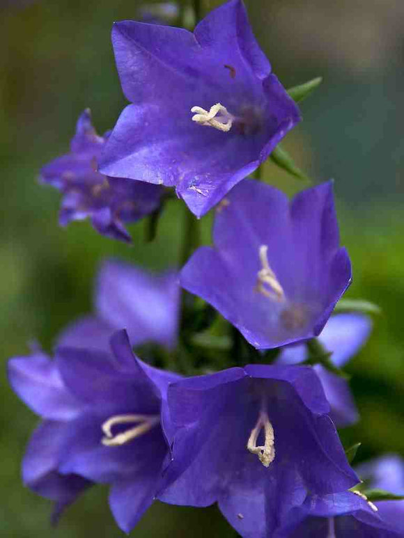 Campanula (Bell Flower) - 6