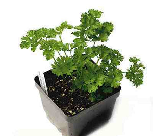 Parsley - Curly - 2" pot