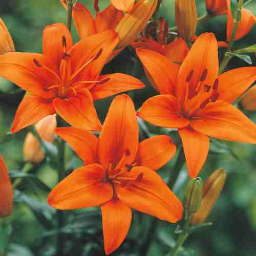 Lilies Asiatic - 6
