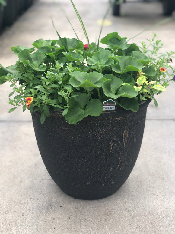 Round Pot Geranium w/ Spike - 14