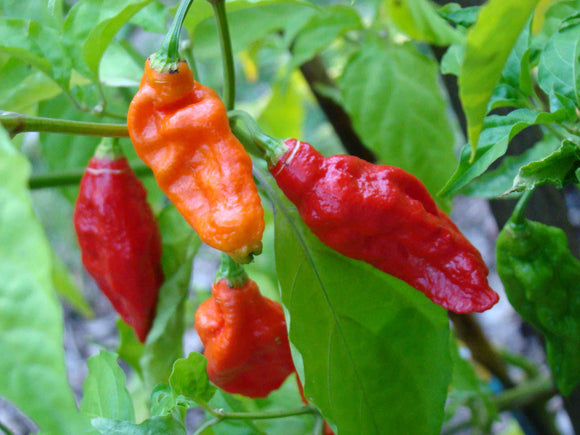 Bhut Jolokia - Ghost Chile - 12 Count