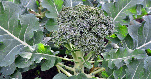 Broccoli - 48 Count