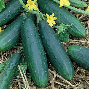 Cucumbers - 48 Count