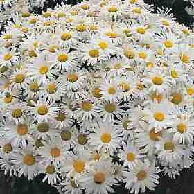 Leucanthemum (Shasta Daisy) - 6"