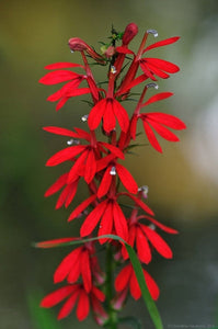 Lobelia (Cardinal Flower) - 6"