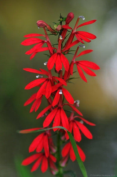 Lobelia (Cardinal Flower) - 6