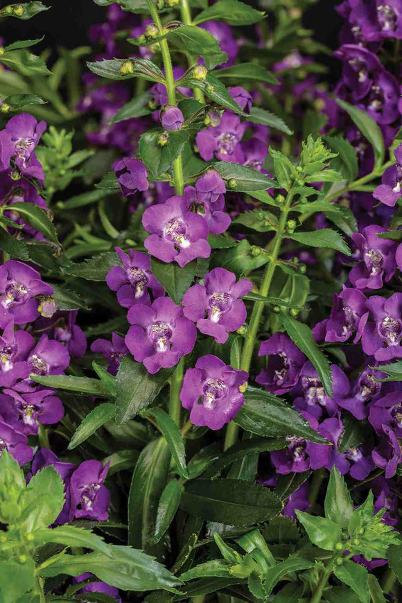 Angelonia - 10 Count