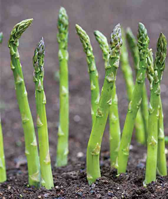Asparagus - 4 pack