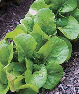 Lettuce - 48 Count