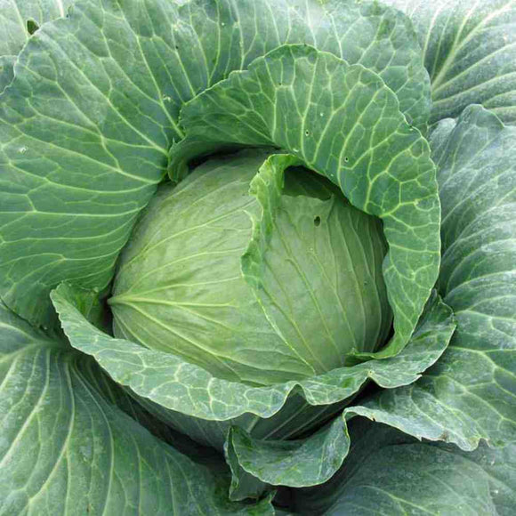 Cabbage - 4 pack
