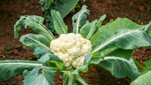 Cauliflower - 48 Count