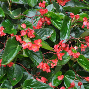 Dragon Wing Begonia - 10 Count