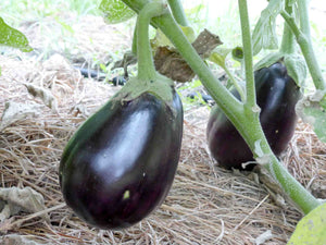 Eggplant - 4 pack