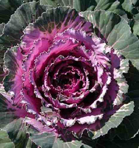 Flowering Cabbage/Kale - 6 pack
