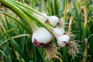 Garlic - 2" pot