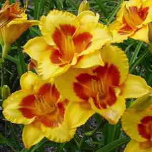Hemerocallis (Daylilies) - 6"