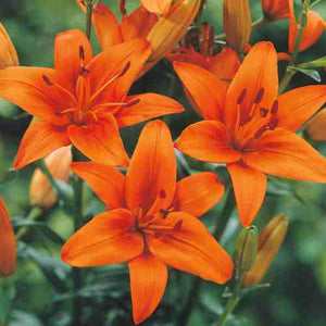 Lilies Asiatic - 6"