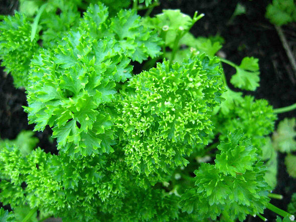 Parsley - Root - 12 Count