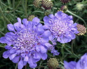 Scabiosa (Pinchusion Flower) - 6"