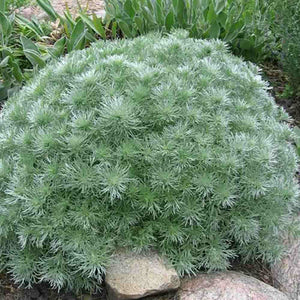Artemisia (Silver Mound) - 6"