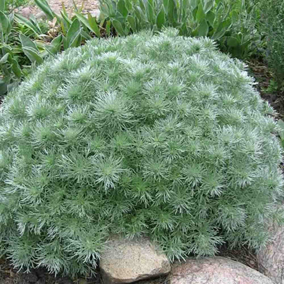 Artemisia (Silver Mound) - 6