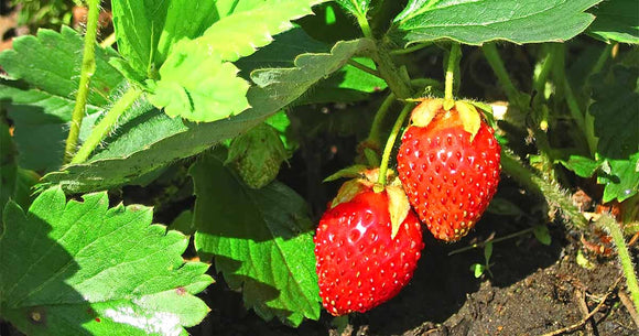Strawberry Plant - 6 Pack