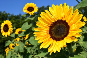 Sunflower- 6" Pot