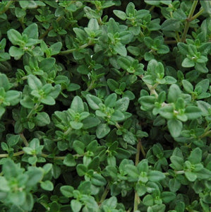 Thyme - 12 Count