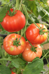 Tomato - 4.5" pot